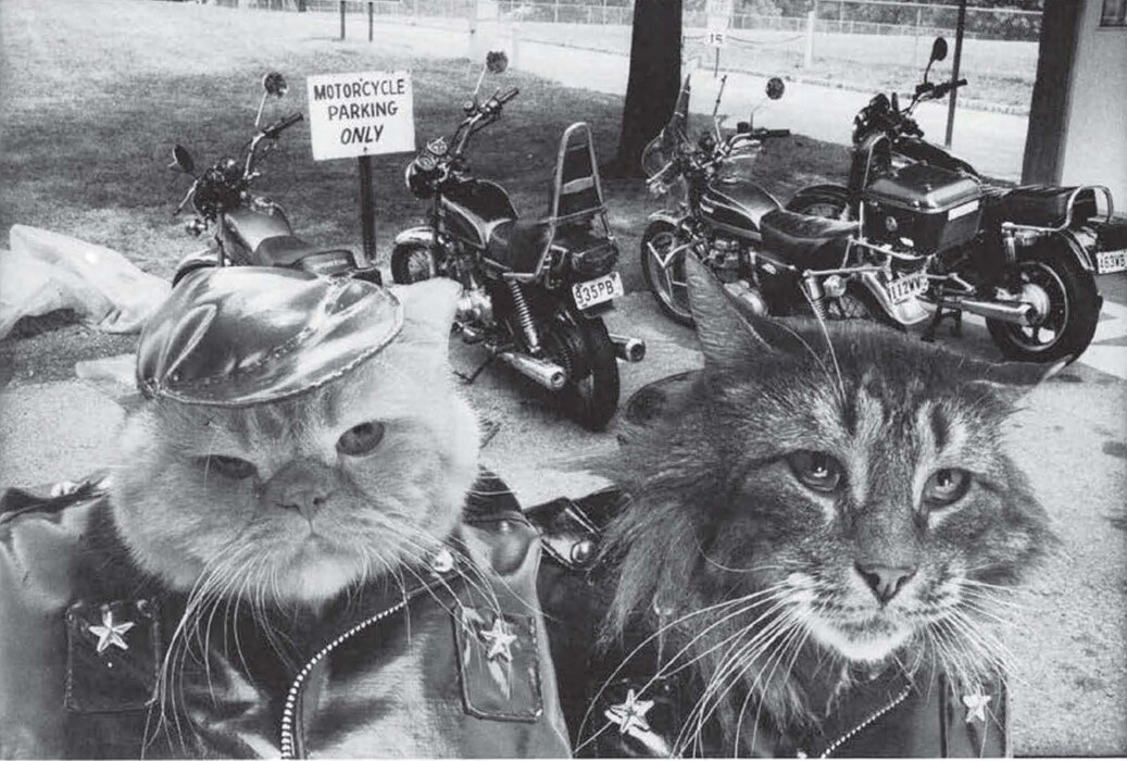 Cat High: The Yearbook