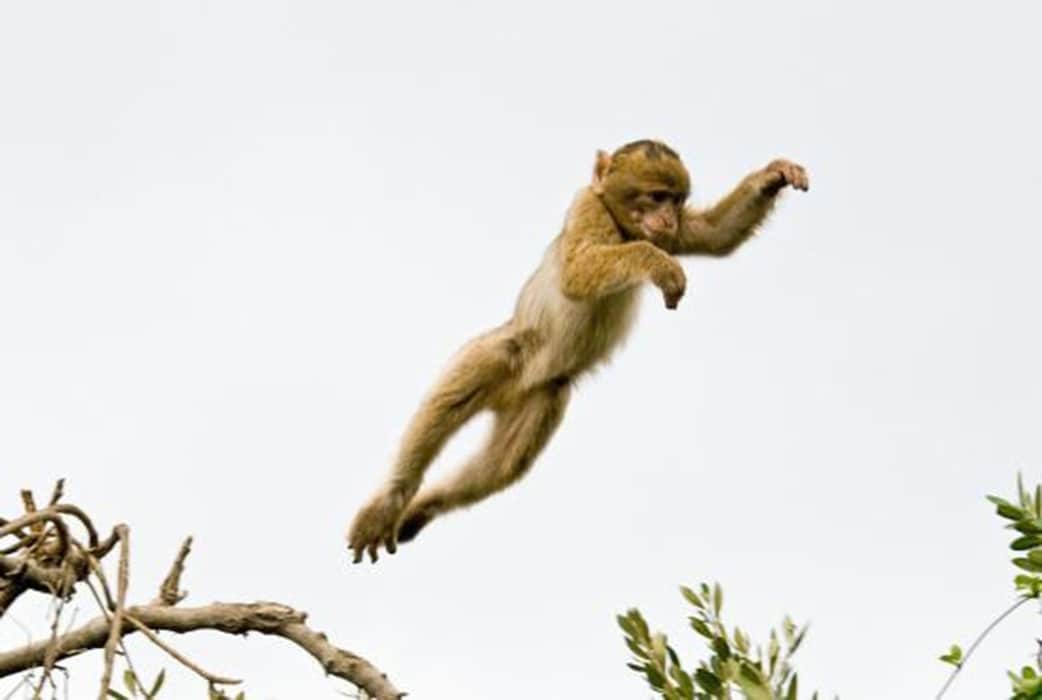 Baby monkey leaping