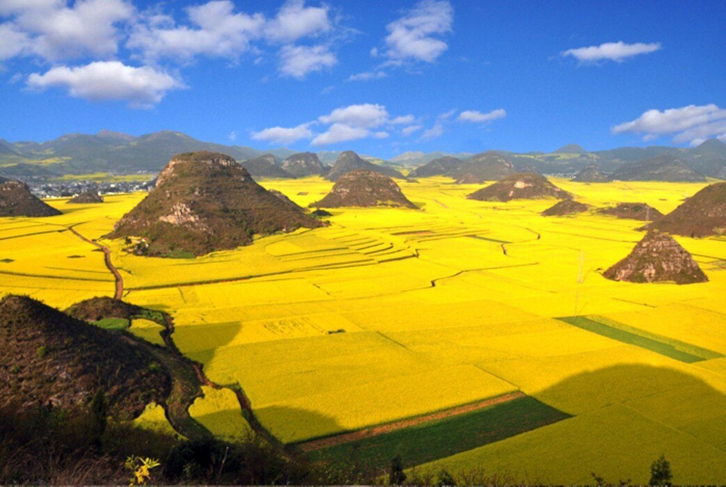Flower Ocean in China