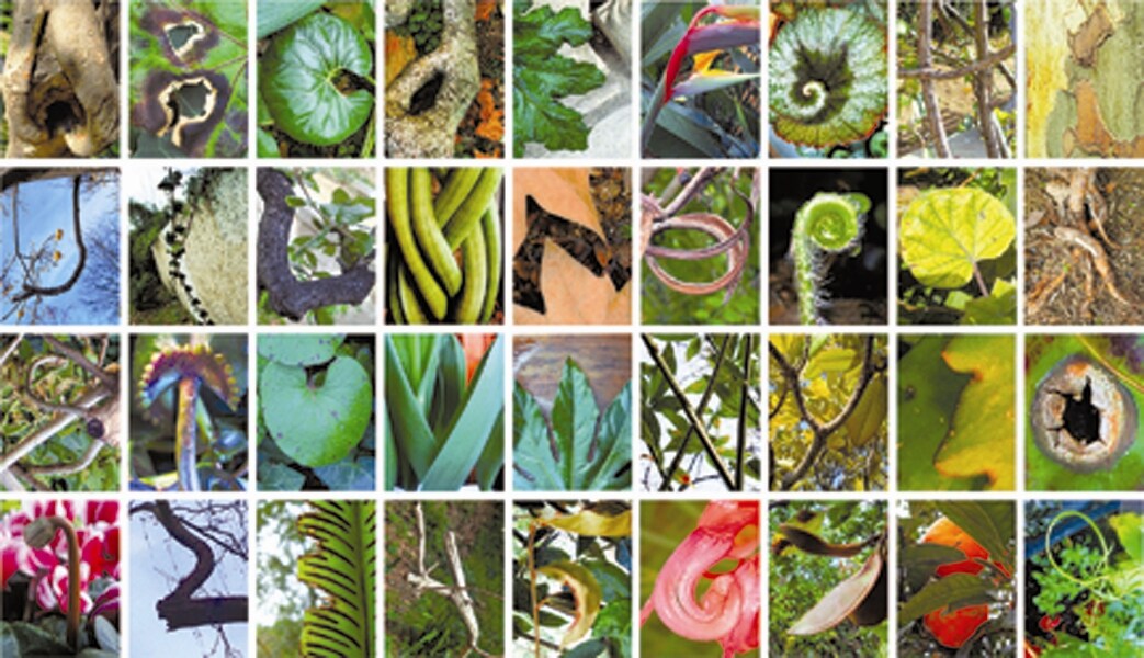 ABC Plants