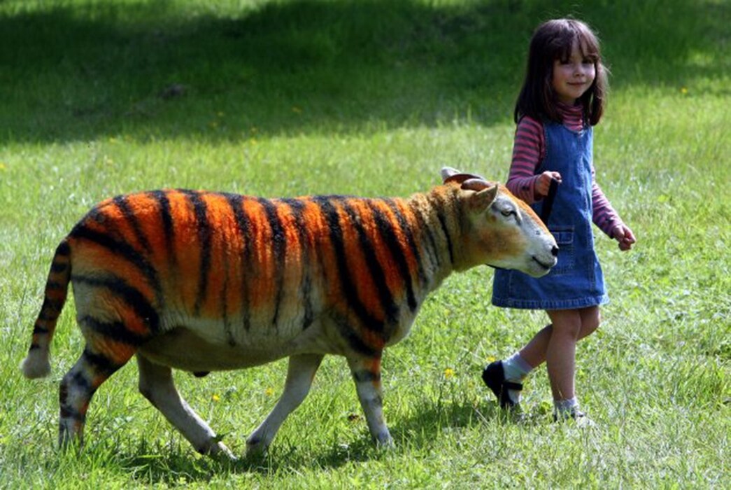 Tiger sheep