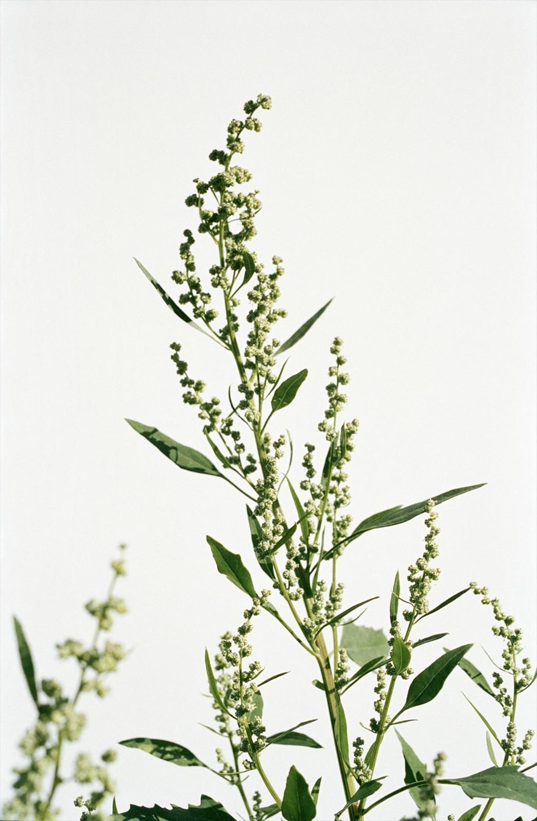 Fat Hen Chenopodium album