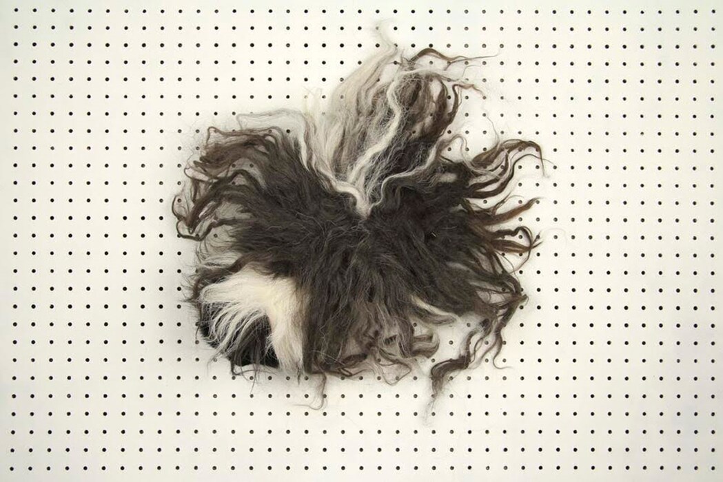 Pig or Wig?