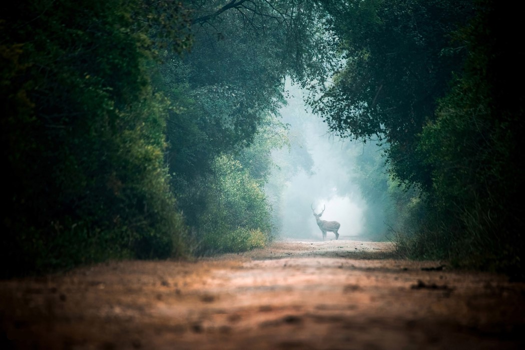 Sabr Dri Photography, The Deer on the Road, 2016.