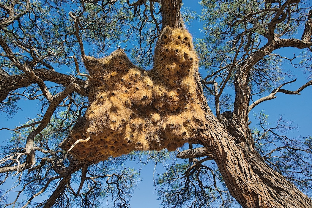 Namibian communal nest