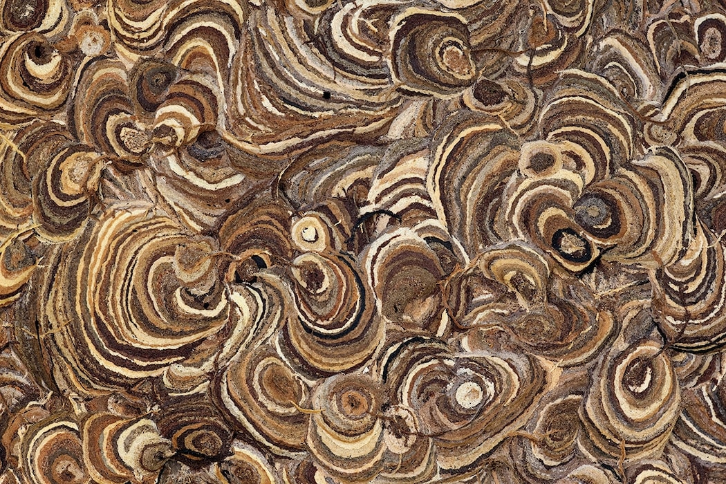 Wasp nest