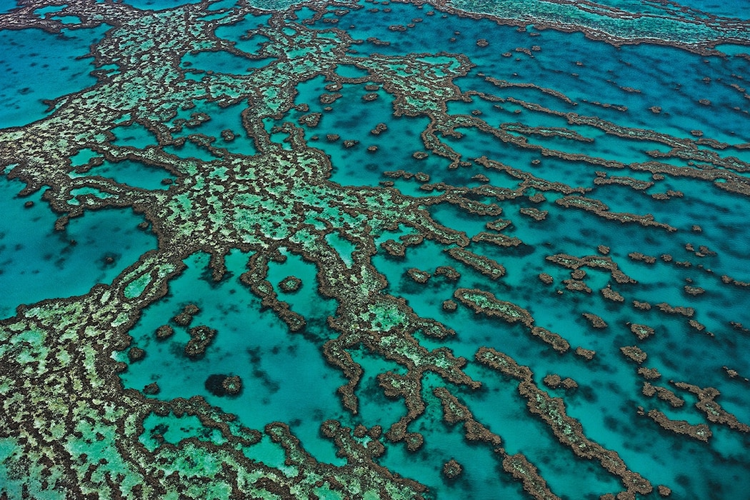 Coral reefs