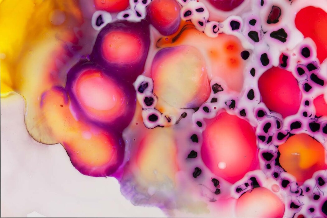 Speckled Splay, 2011