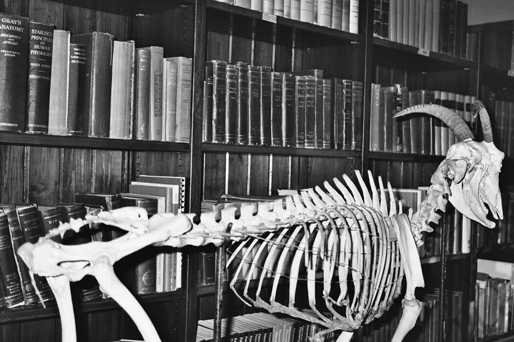 The Grant Museum of Zoology