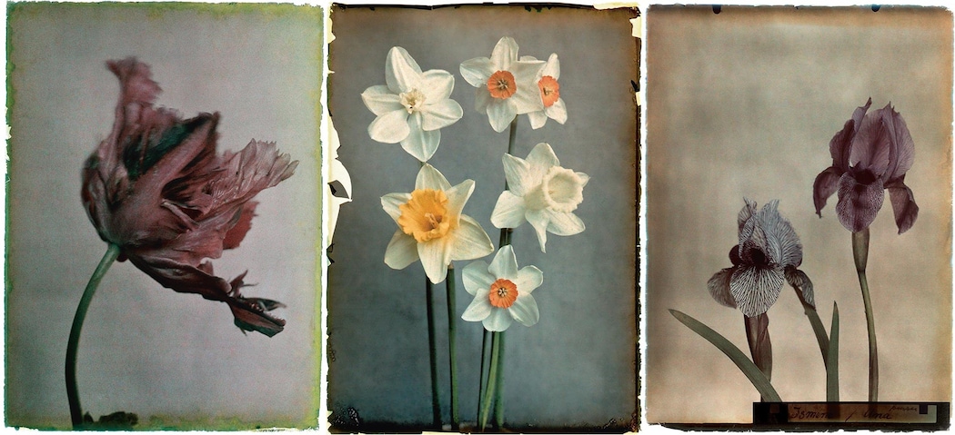 Silent Beauty: A Photographic Compendium of Flowers | AnOther