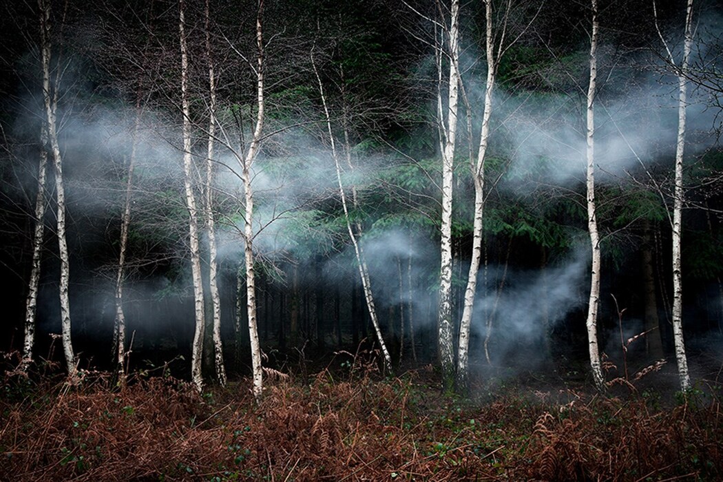 Ellie-Davies_Between-the-Trees-2