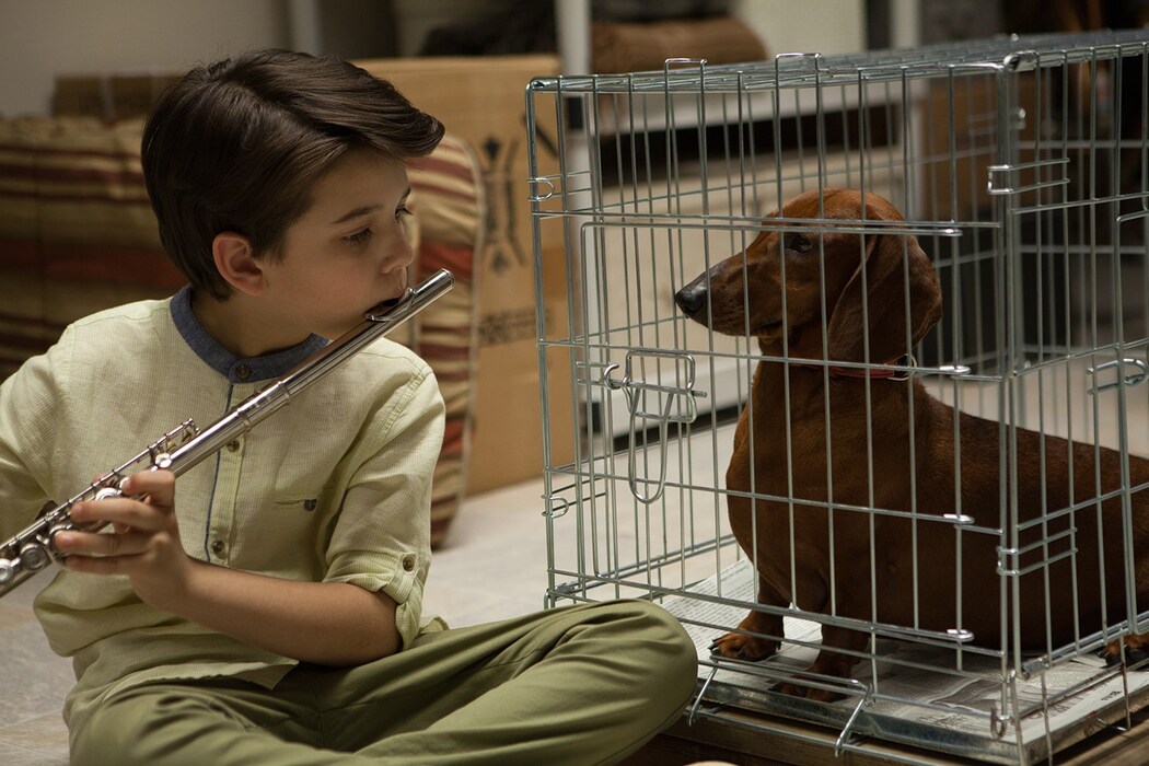 WienerDog_Dog