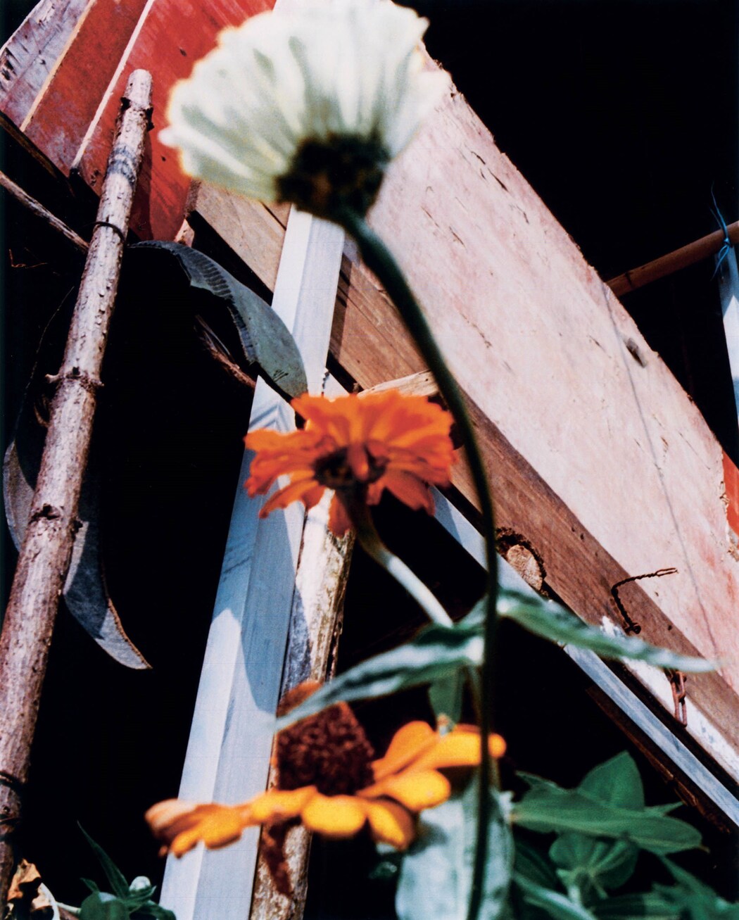 Song Flowers by Jack Davison | AnOther
