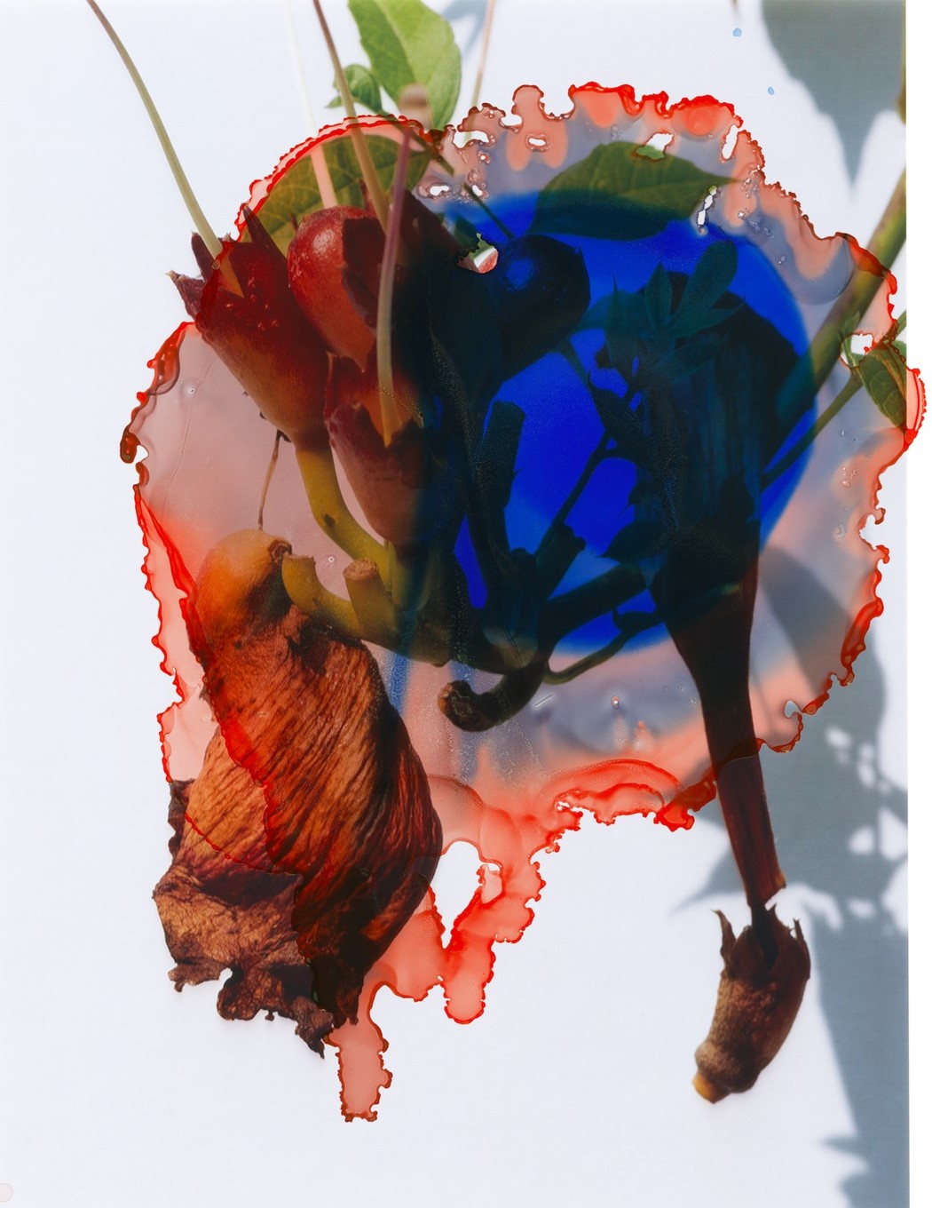 Viviane Sassen/Emanuele Coccia, Modern Alchemy