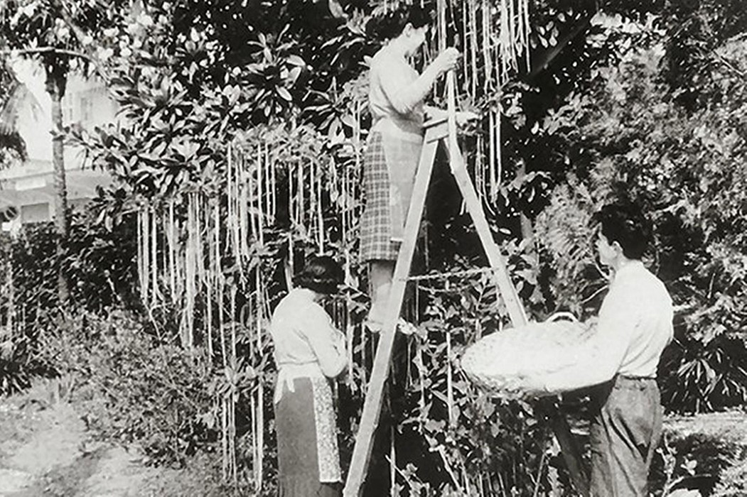 BBC Panaroma shows Swiss spaghetti pickers