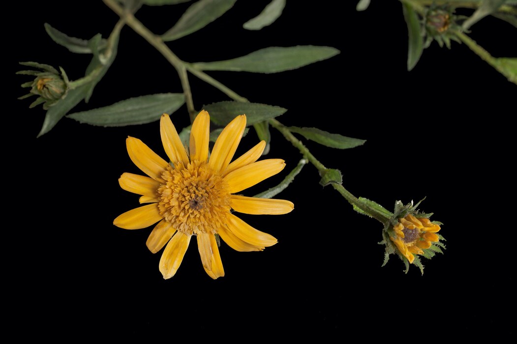 Blaschka---Rudbeckia