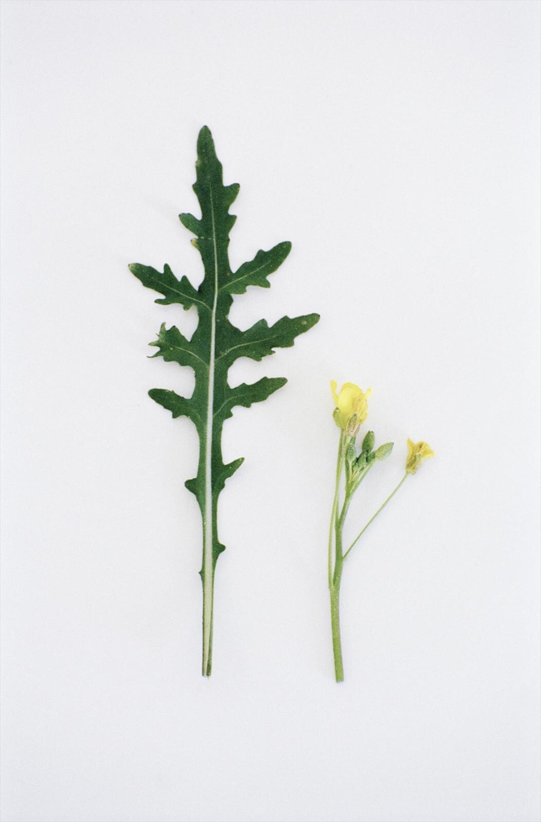 Perennial Wall rocket Diplotaxis tenuifolia