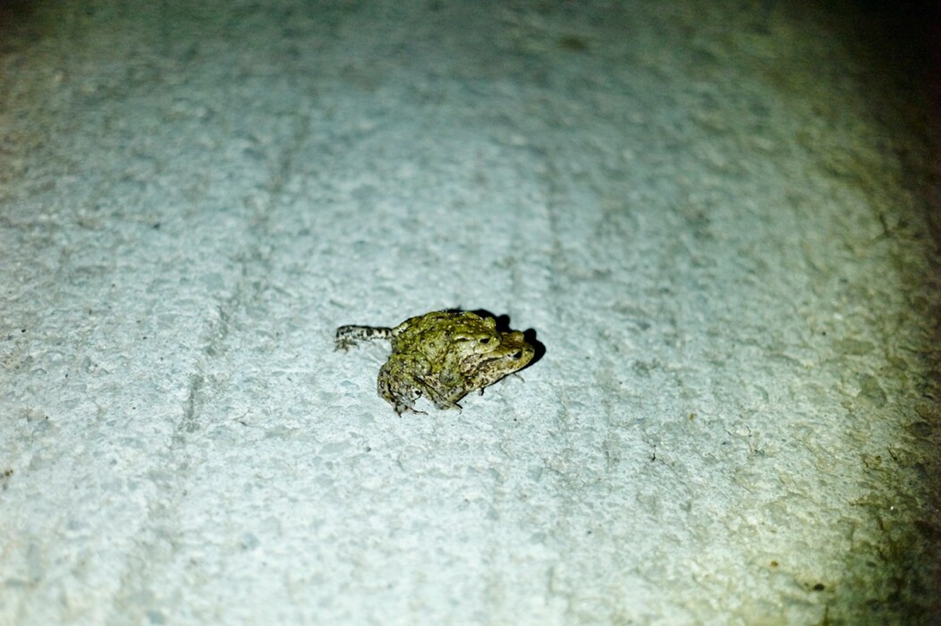 March of the Toads 