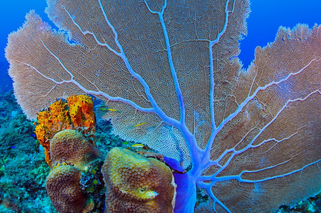 Sea-fans
