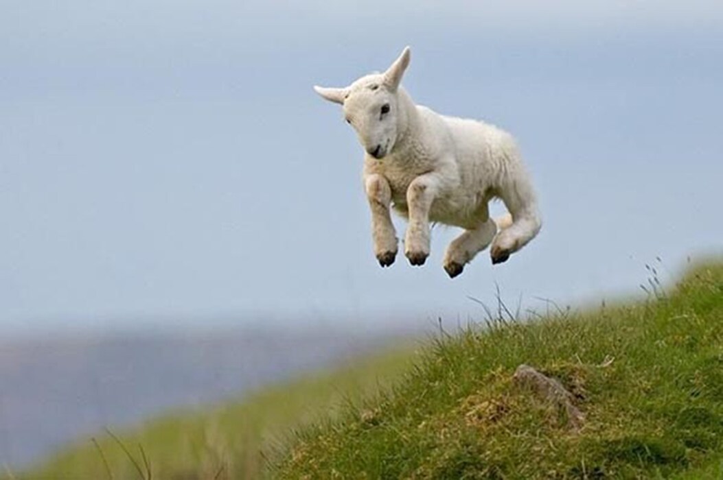 Lamb leaping