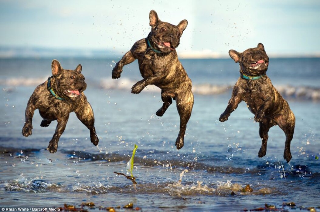 French bulldogs leaping