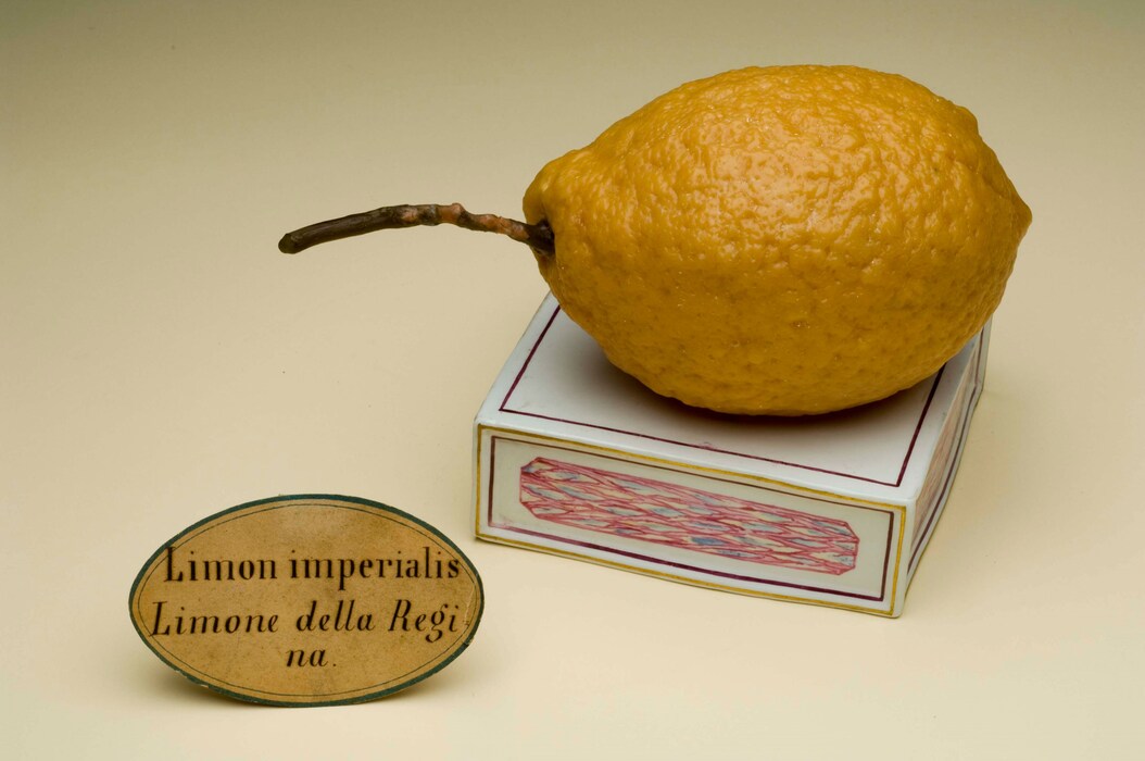 Limon-imperialis