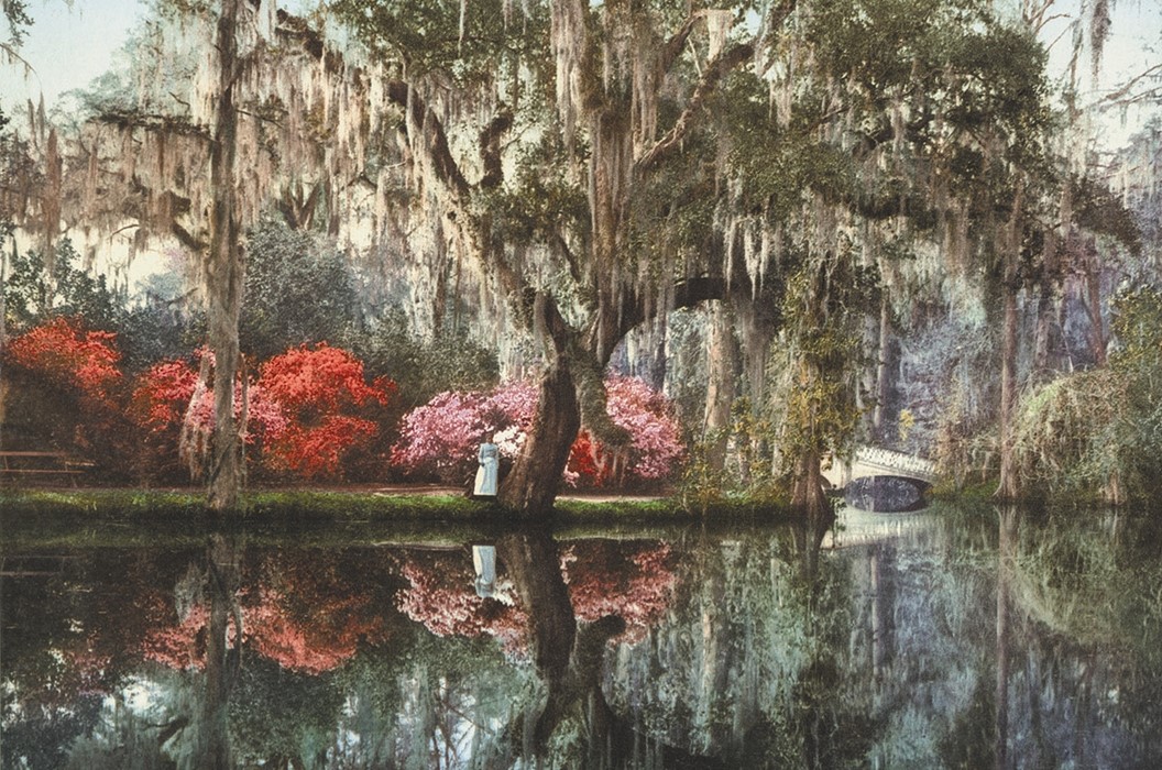 Charleston, Magnolia-on-the-Ashley, photochrom, Anonymous
