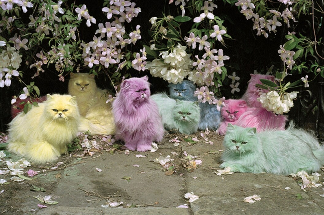 Pastel Cats, Northumberland, Italian Vogue, November 2000