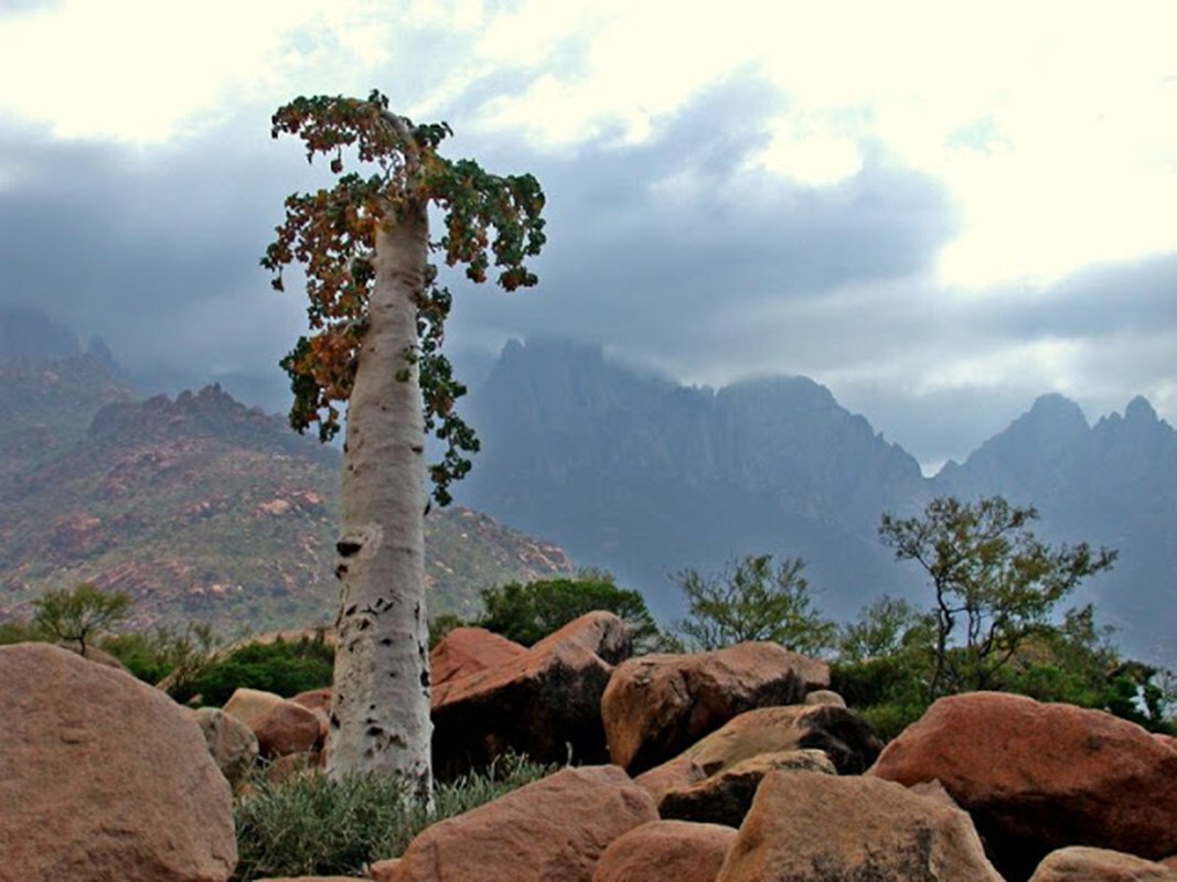 Socotra, Yemen