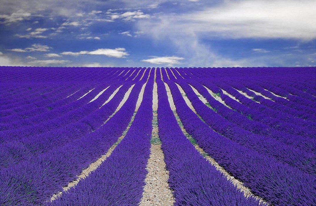 Fields of Lavender in Provence, France