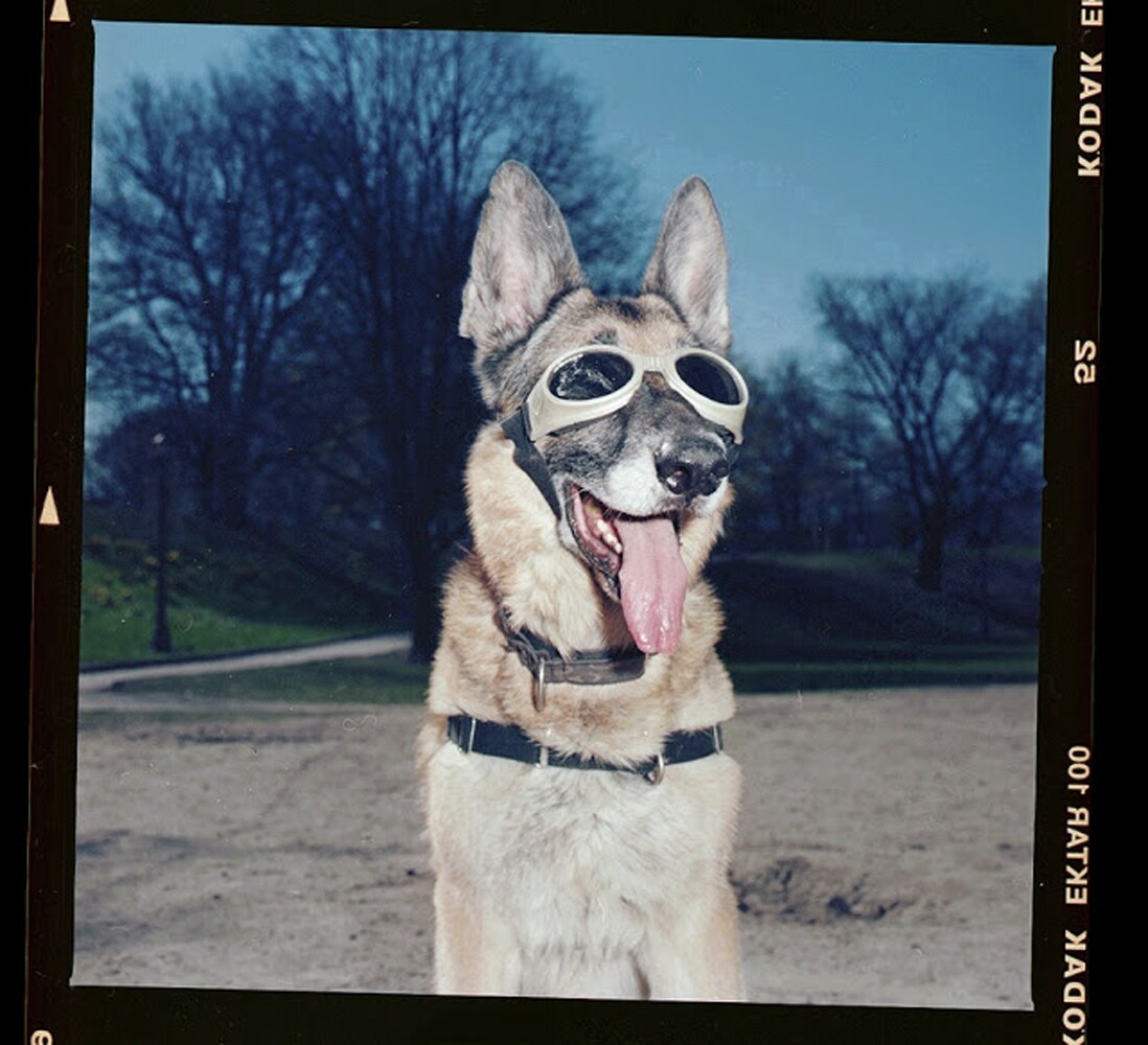 From Dogs by Mark Peckmezian