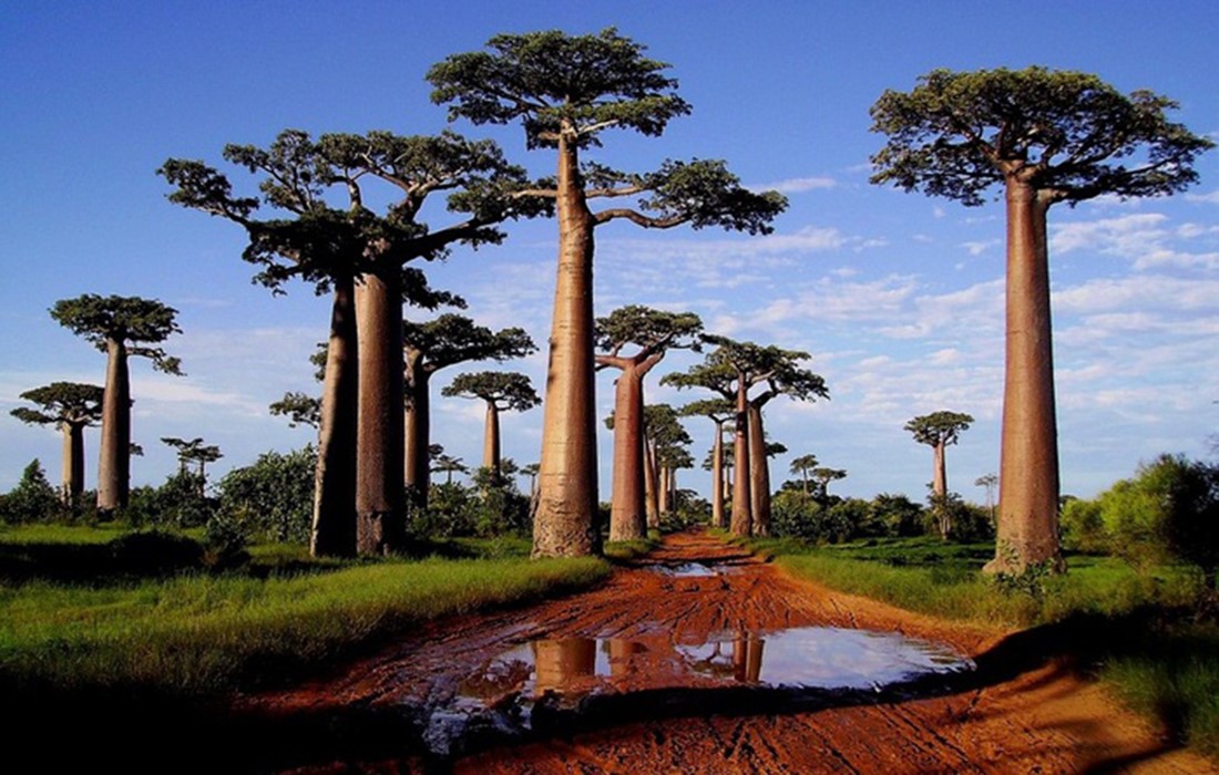 91103789_large_alleya_baobabov_madagaskar_foto_10