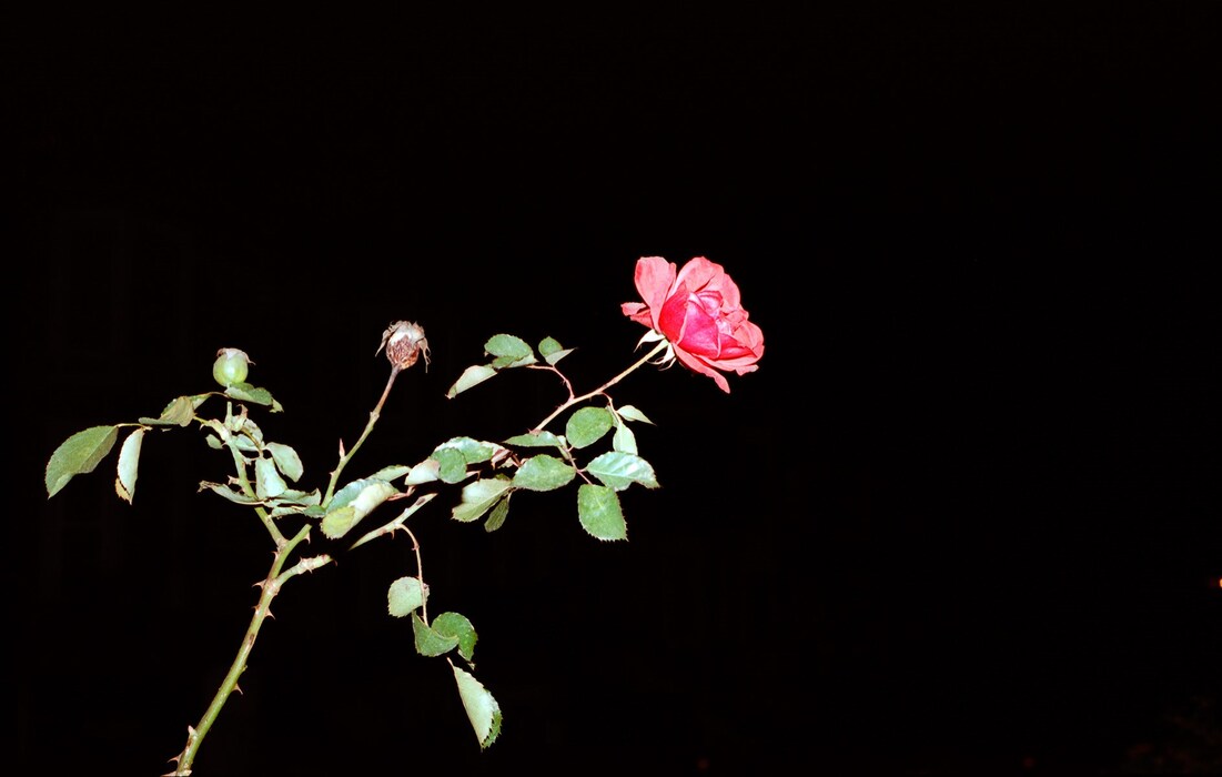 rose