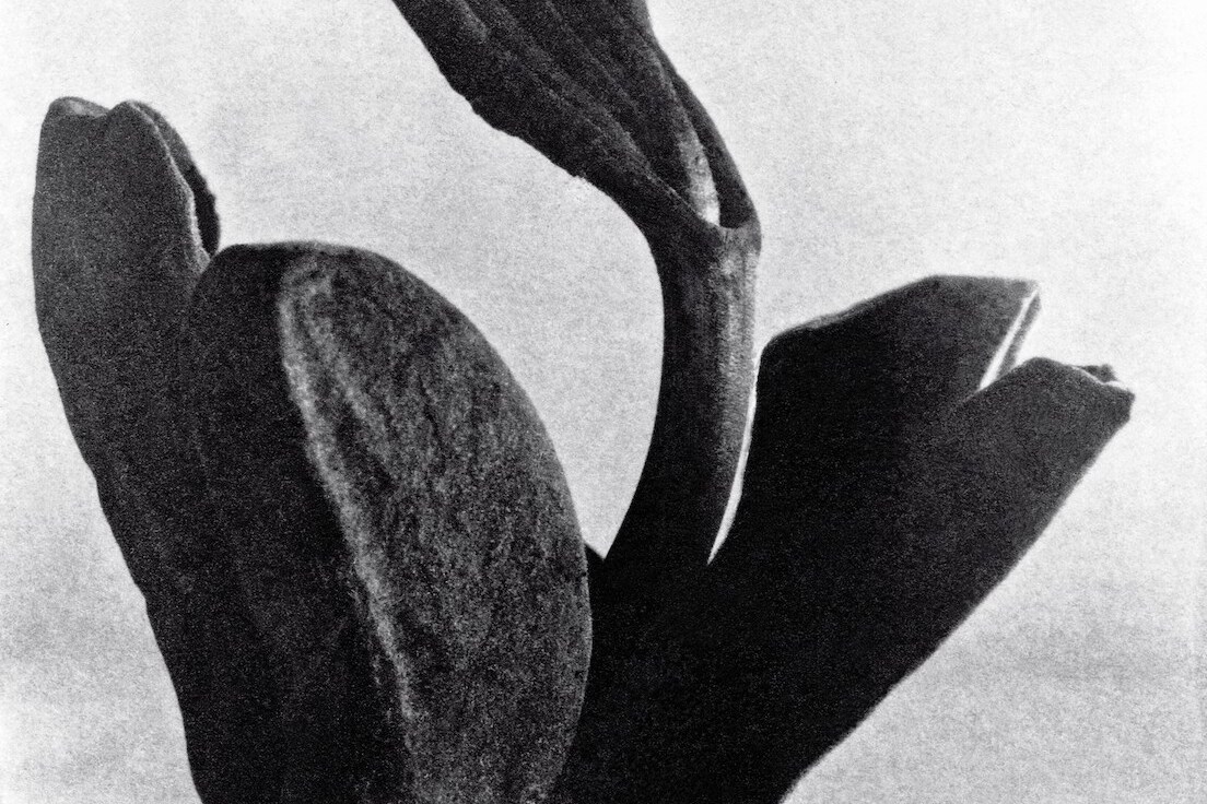 Tina Modotti AnOther