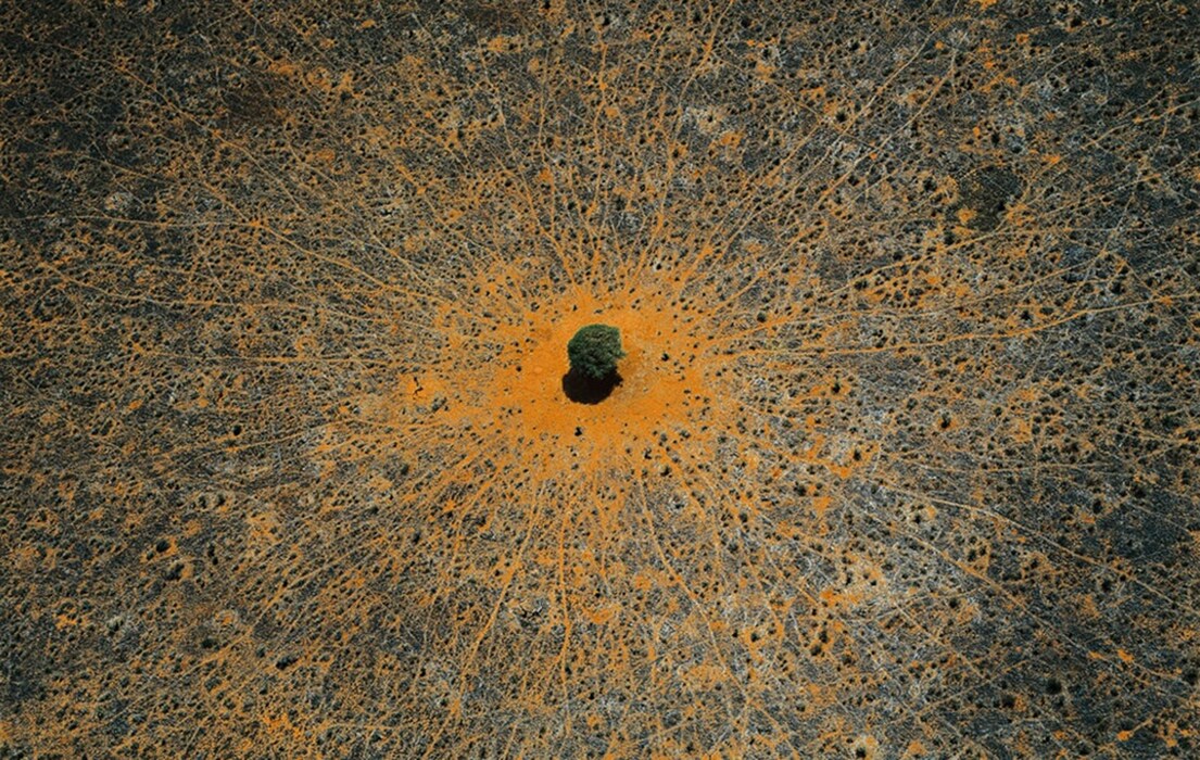 &quot;Tree of life&quot;, Tsavo national park, Kenya