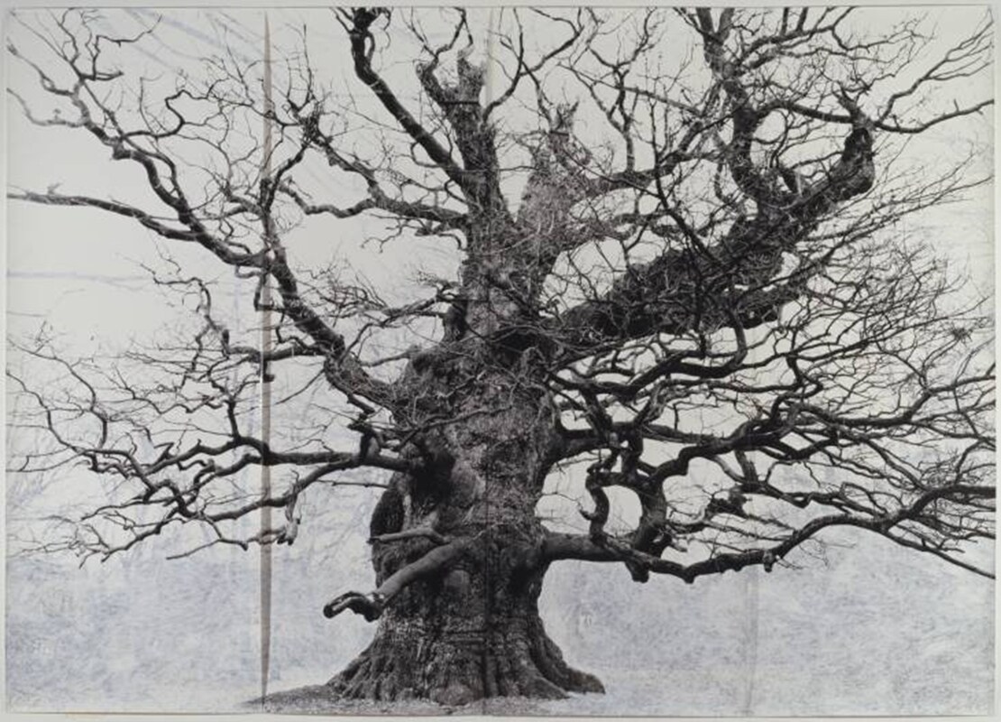 Tacita Dean, Majesty, 2006