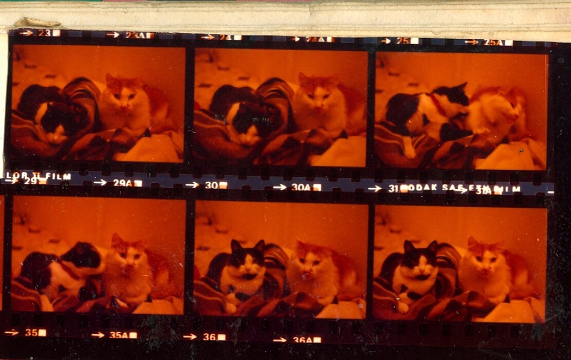 Michael & Gerlinde's cats