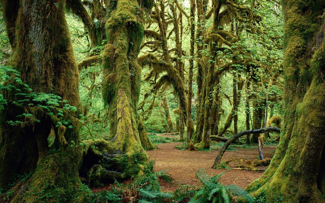 Hall of Mosses, Olympic National Park, Washington