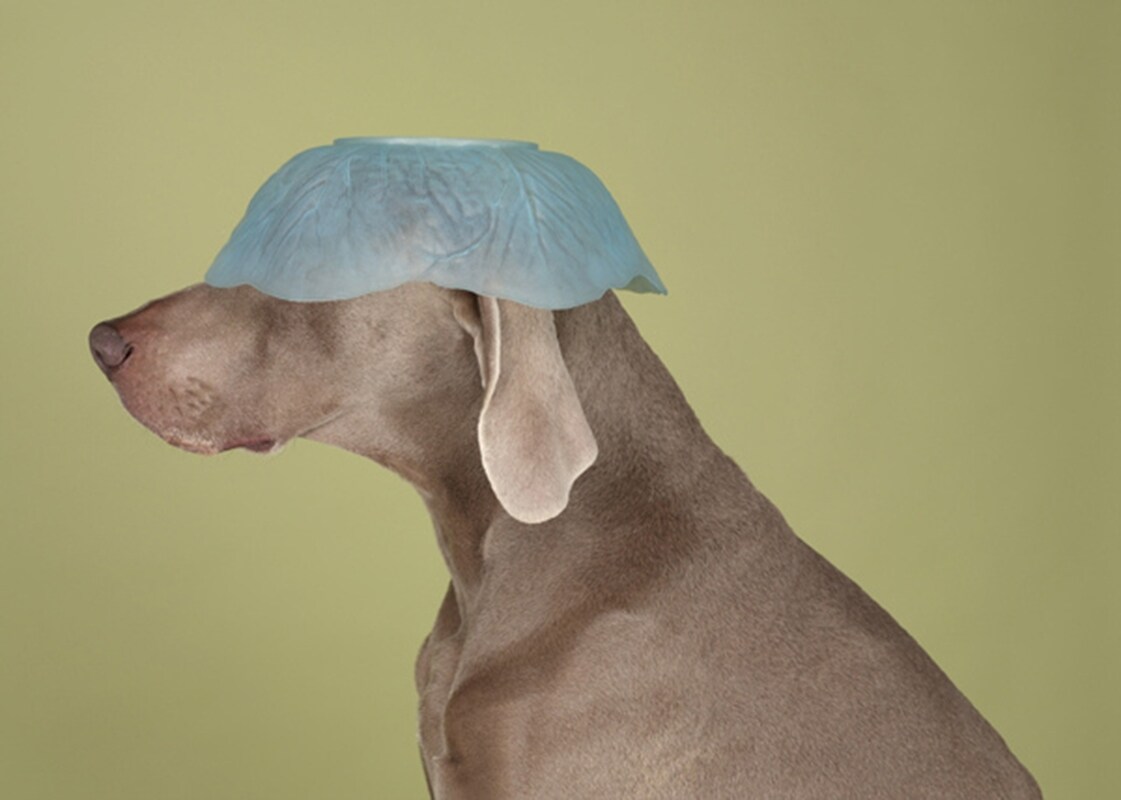 Photography by William Wegman