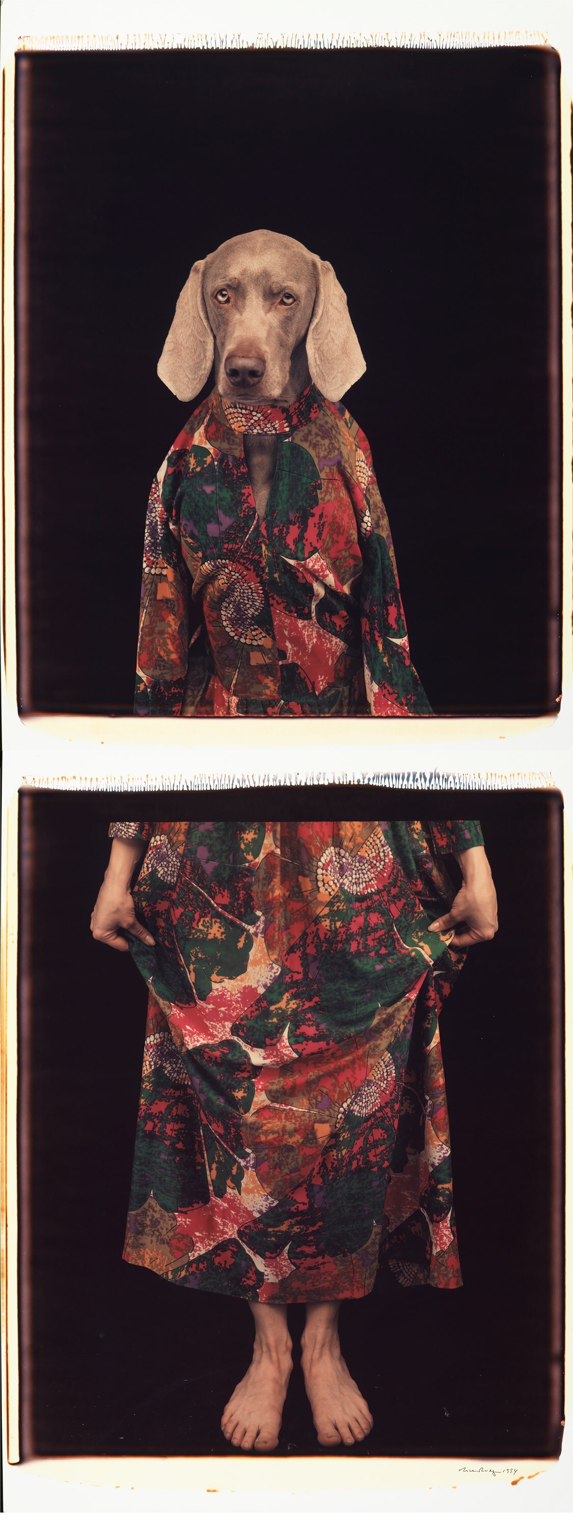 Dressed from Below by William Wegman