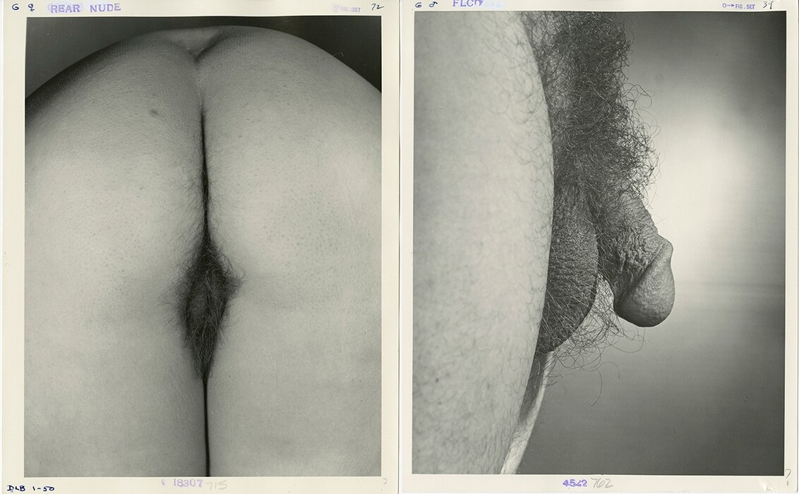 Female and Male Genitalia