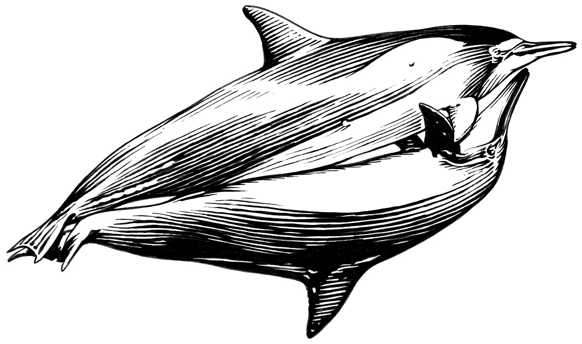 Mating Dolphins