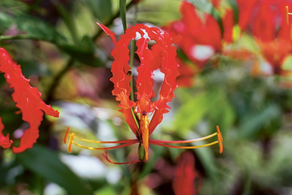 The Beauty and Violence of Steve McQueen’s