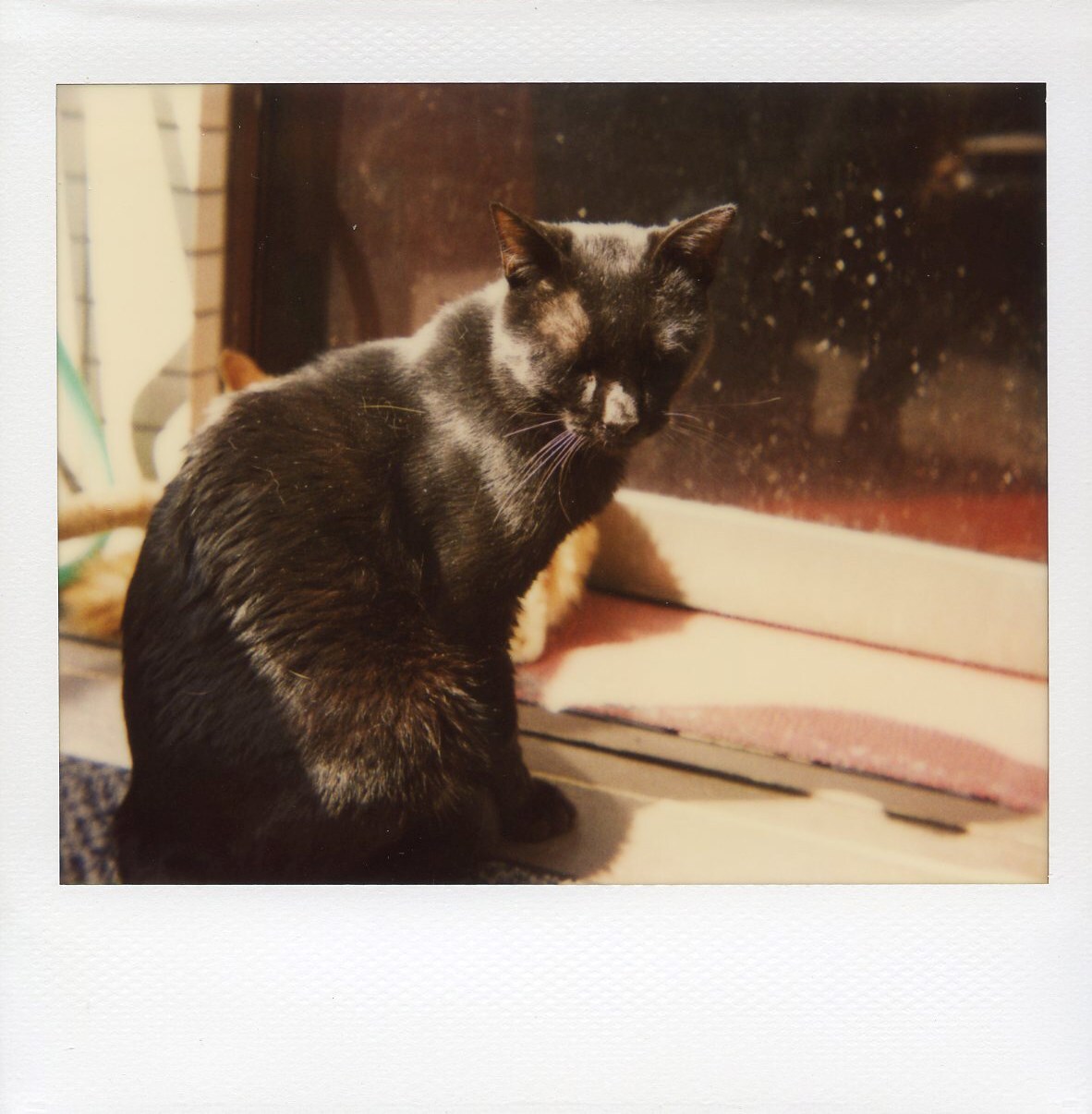 400 Polaroids by Nobuyoshi Araki and Daido Moriyama