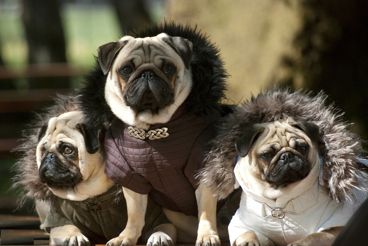 Valentino&#39;s pugs in parkas