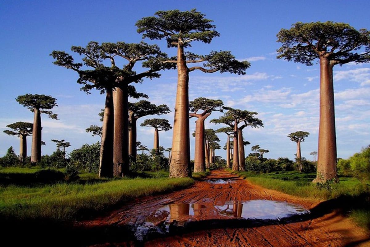 A Curious Forest of Upside Down Trees AnOther