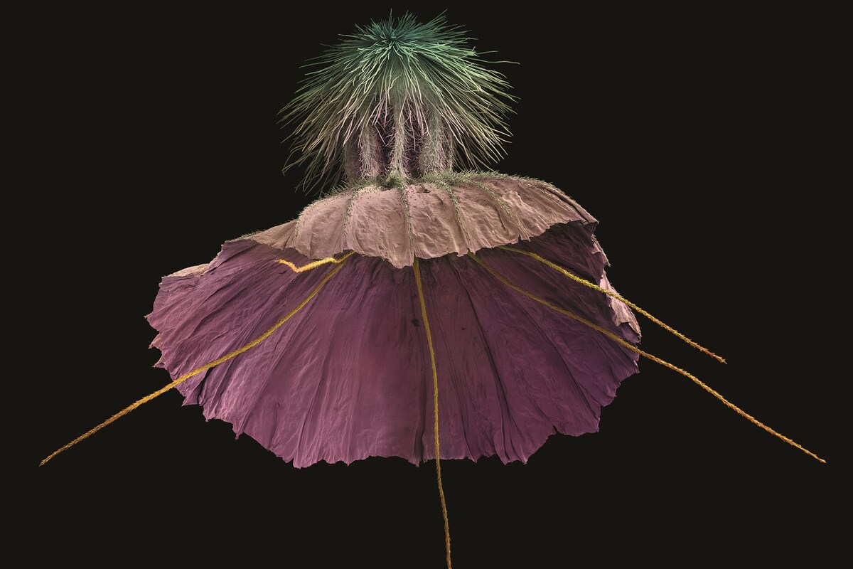 A Book About Art's Time-Honoured Fascination With Flora | AnOther