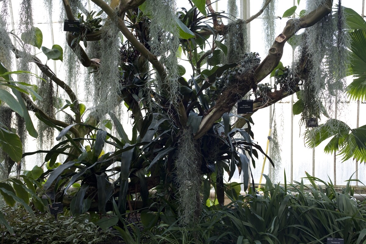 The Temperate House, Kew Gardens