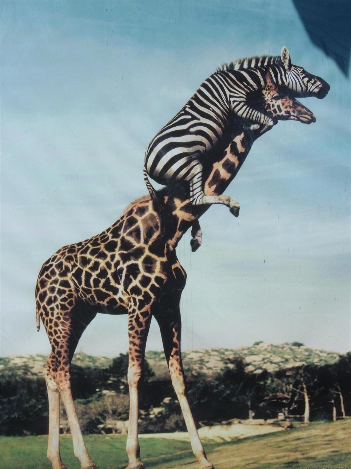 Zebra Vertigo