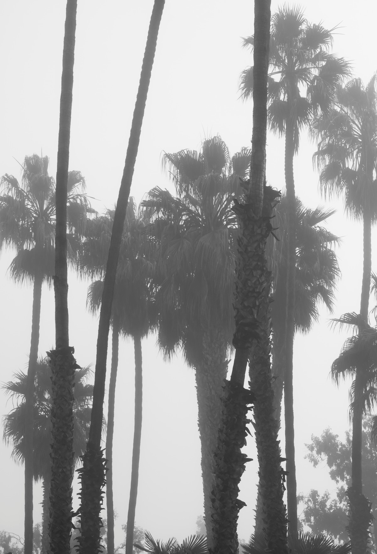 Zin Taylor, Living Systems, Narrative Haze, 2013 